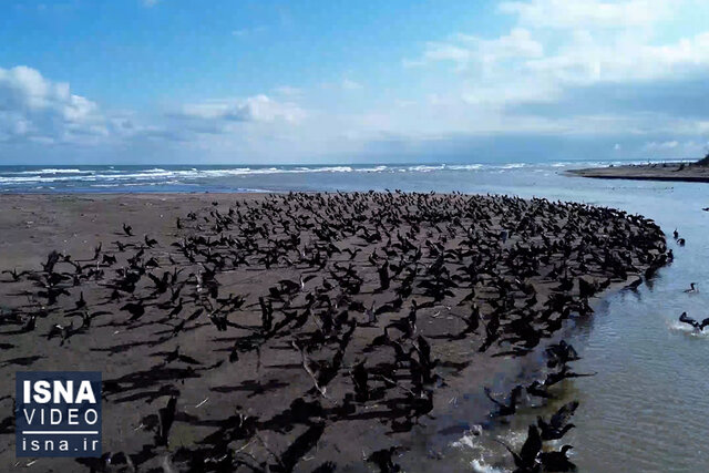 ویدیو/ پارک ملی بوجاق؛ پناهگاه امن پرندگان مهاجر ویدیو/ پارک ملی بوجاق؛ پناهگاه امن پرندگان مهاجر