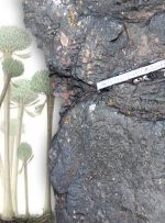 ویدیو/ کشف عجیب جنگل فسیل‌ شده بعد از ۲۲ میلیون سال