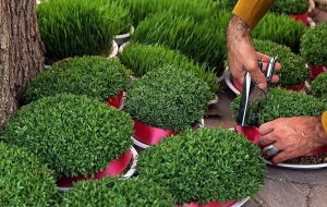 سبزه عید چند؟ – هوشمند نیوز