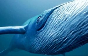 اشتباه بزرگ گاه‌شماری حیوانی / سال ۱۴۰۳ سال نهنگ است نه اژدها!