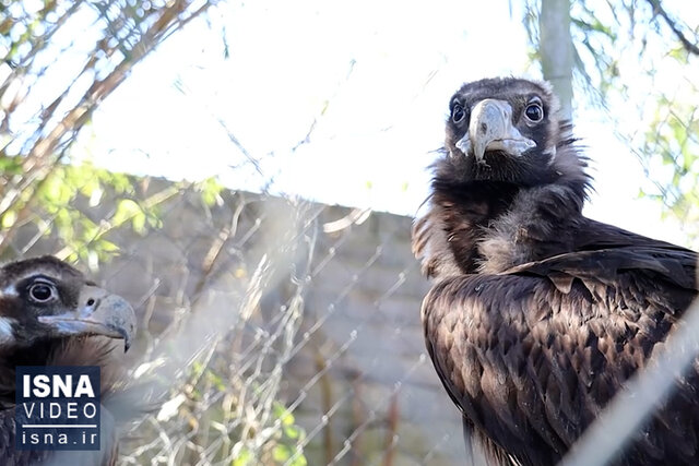 ویدیو/ مردی که مهربان بودن با طبیعت را آموزش می‌دهد