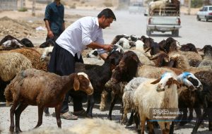 مدیرعامل اتحادیه مرکزی دام سبک: افزایش نرخ دام زنده در پی گرانی دلار/ قاچاق گوساله‌ از پاکستان به ایران