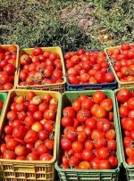 چرا گوجه‌فرنگی از سطح بازار جمع‌آوری شد؟