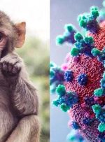ویدیو/ شناسایی اولین انسان قربانی «ویروس میمون» در هنگ‌کنگ