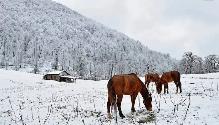 جاهای دیدنی رامسر در زمستان