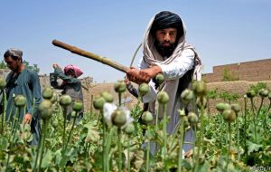 طالبان زمین‌های کشت تریاک را از بین برد/عکس