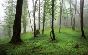 ورود به جنگل‌های مازندران ممنوع شد/ ماجرا چیست؟