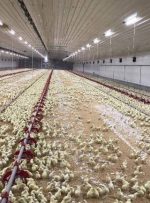 لحظه عجیب فرار یک اسرائیلی به داخل مرغداری + فیلم