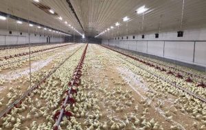 لحظه عجیب فرار یک اسرائیلی به داخل مرغداری + فیلم