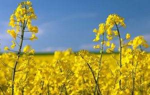 زمان تسویه کامل طلب کلزا کاران اعلام شد