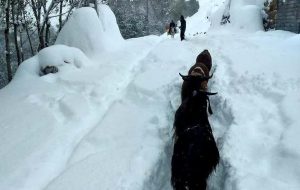 بارش یک متری برف در تالش + عکس