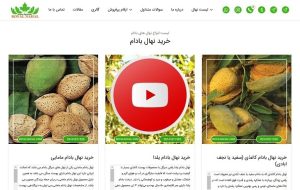 از بذر تا طعم خوش بادام، طلای سفید کشاورزی ایران در رویال نهال-راهبرد معاصر