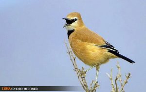 برگزاری سیزدهمین جشنواره گردشگری سفر به زیستگاه زاغ بور