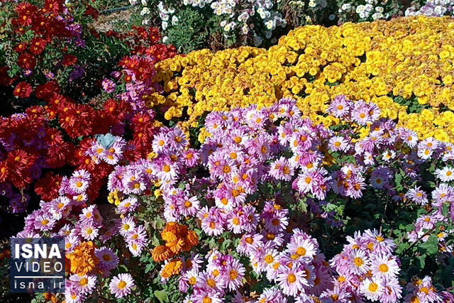 ویدیو/ جشنواره هزار رنگ گل داودی در محلات ویدیو/ جشنواره هزار رنگ گل داودی در محلات