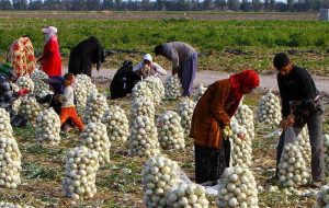 اشتغال‌زایی در اردبیل؛ ۲۴۴ طرح اقتصادی و سرمایه‌گذاری در روستاها آغاز شد