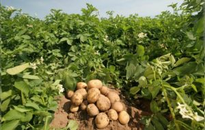 زمان کاهش قیمت سیب‌ زمینی اعلام شد