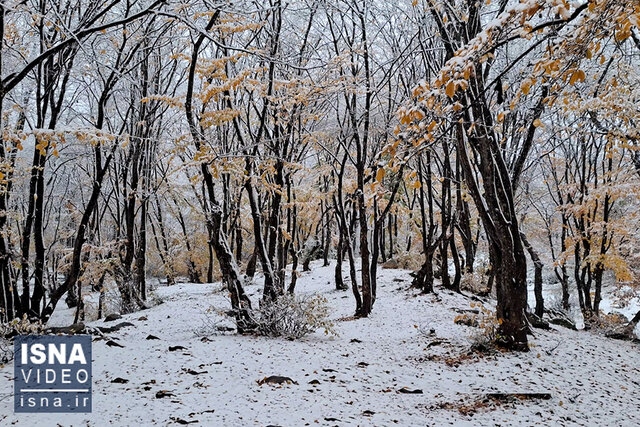ویدیو/ سفیدپوش شدن جنگل ناهارخوران گلستان ویدیو/ سفیدپوش شدن جنگل ناهارخوران گلستان