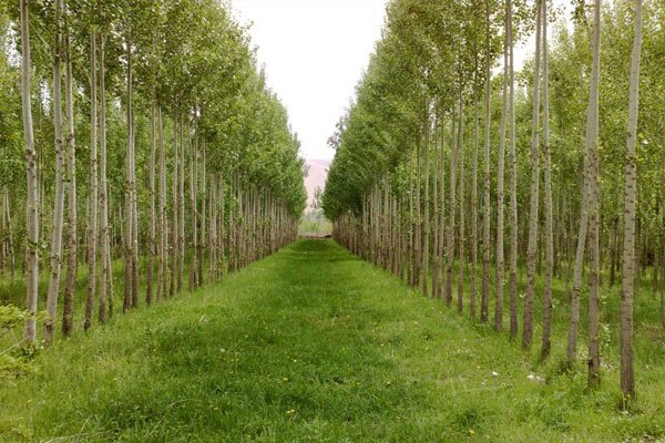 کیفیت امسال به قیمت پارسال؛ فرصت استثنایی خرید نهال بادام و صنوبر در سالم نهال آغاز شد! کیفیت امسال به قیمت پارسال؛ فرصت استثنایی خرید نهال بادام و صنوبر در سالم نهال آغاز شد!