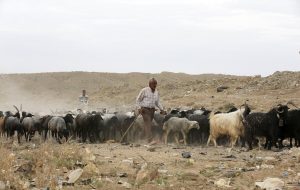 چوپان بهابادی بعد از ٧ روز پیدا شد! + فیلم