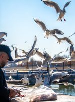 ویدیو/ کاکایی‌ها میهمان زمستانی شیراز