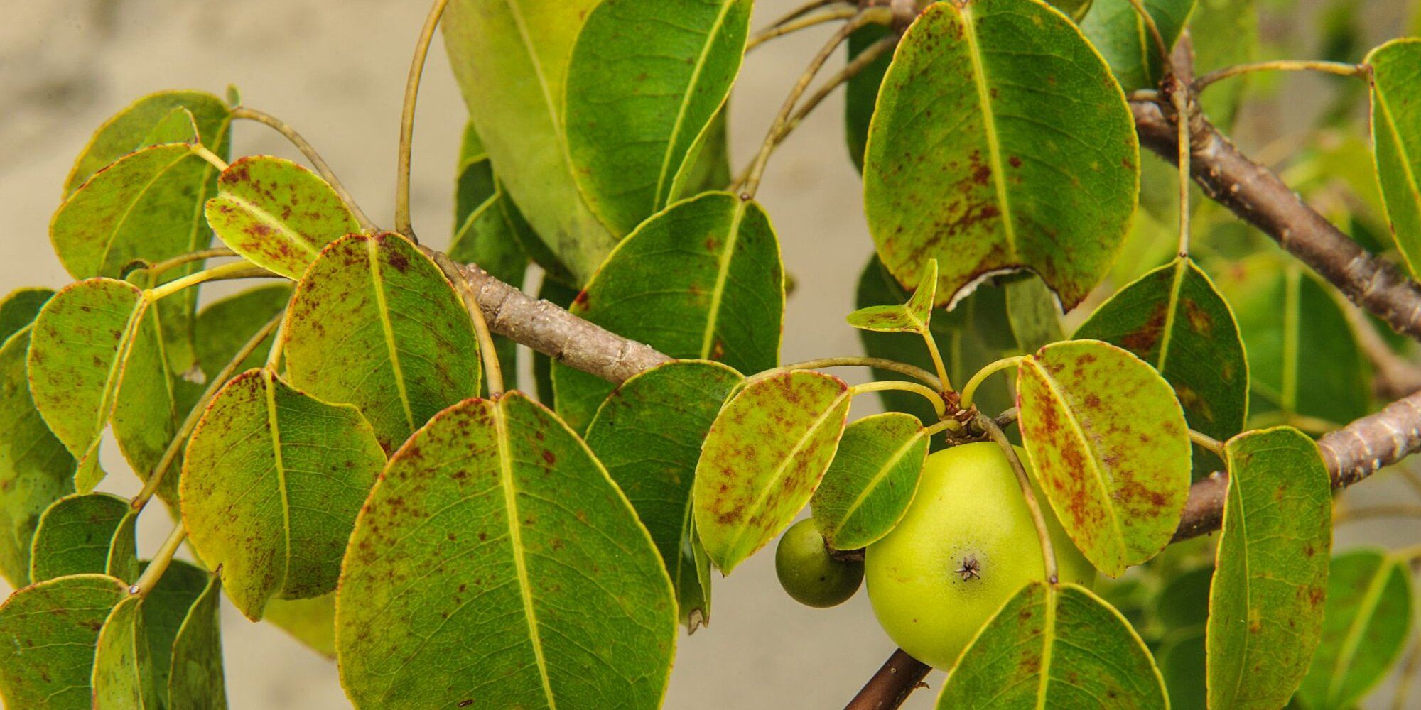 سمی ترین میوه جهان