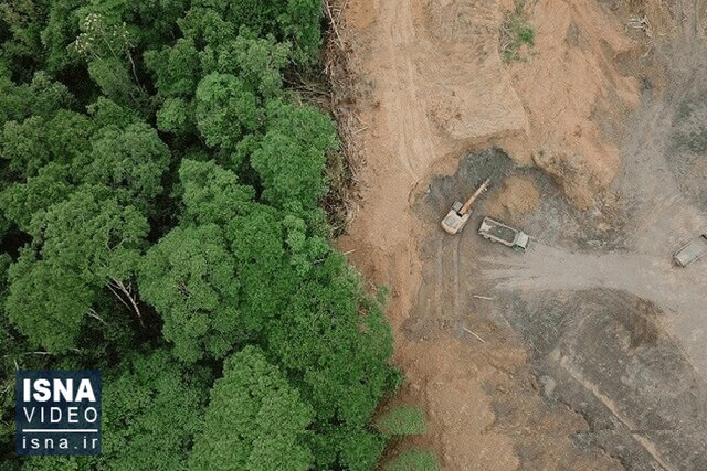 ویدیو/ خنجر به قلب جنگل‌های هیرکانی