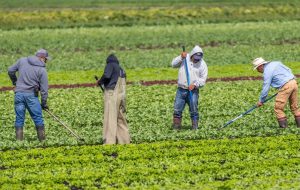 کانادا سقف درخواستی برای مسیر آزمایشی کشاورزی-غذایی برای اقامت دائم را اعلام می کند