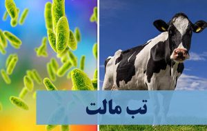 ۱۸۰۰۰ مبتلا به تب مالت تاکنون / ضرورت توجه به واکسیناسیون دامی با تکنولوژیهای جدید ۱۸۰۰۰ مبتلا به تب مالت تاکنون / ضرورت توجه به واکسیناسیون دامی با تکنولوژیهای جدید