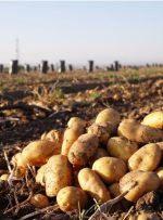 قیمت سیب‌زمینی ۵ هزار تومان می‌شود؟