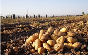 قیمت سیب‌زمینی ۵ هزار تومان می‌شود؟