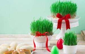 روش کاشت انواع سبزه/ بهترین زمان کاشت انواع سبزه عید