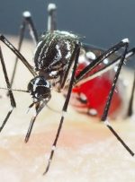 آخرین وضعیت تب دنگی در کشور / صید پشه آئدس در چند استان شمالی و جنوبی