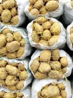 عرضه مستقیم سیب‌زمینی وارداتی با قیمت ٢٩ هزار و ۵٠٠ تومان-راهبرد معاصر