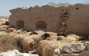 قیمت جدید دام‌ زنده ۱۳ بهمن‌ماه ۱۴۰۳ اعلام شد/ گوسفند و گوساله در تهران گران شد + جدول