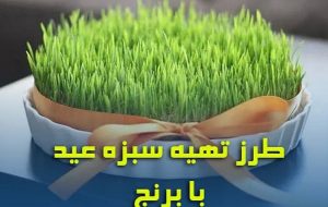 کاشت سبزه متفاوت و جذاب / مراحل کاشت سبزه عید با برنج
