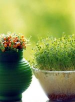 سبزه عید که سریع رشد کنه سبزه عید که سریع رشد کنه