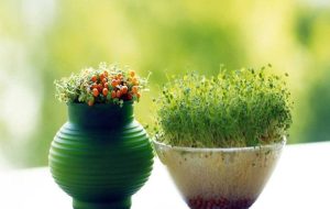 سبزه عید که سریع رشد کنه