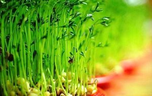 ایده‌ای متفاوت برای کاشت سبزه عید