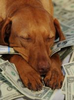 چرا این‌قدر پول برای حیوانات خانگی خود هزینه می‌کنیم؟