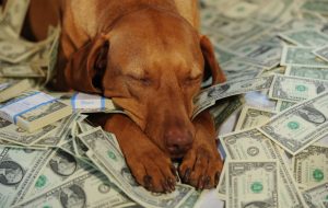 چرا این‌قدر پول برای حیوانات خانگی خود هزینه می‌کنیم؟