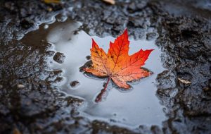 این برای کانادا حتی بدتر می شود زیرا چین تعرفه ها را قرار می دهد این برای کانادا حتی بدتر می شود زیرا چین تعرفه ها را قرار می دهد