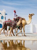 رقص شترها در شن‌های قطر؛ نگاهی به سنت و نوآوری در مسابقات شترسواری