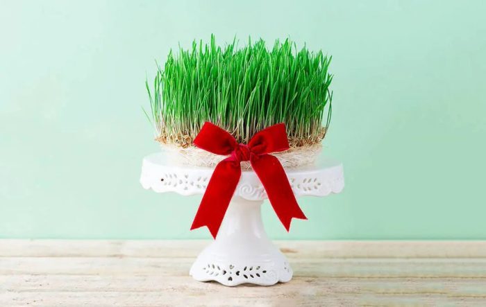 بهترین گزینه‌ها برای سبزه عید که سریع رشد کنه