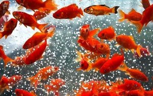 قیمت ماهی قرمز در نوروز ۱۴۰۴ ‌