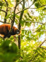 ماسوالا؛ جواهری در دل ماداگاسکار ماسوالا؛ جواهری در دل ماداگاسکار