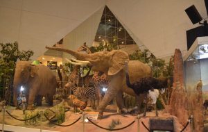 موزه های استرالیا – وست ادوایزر