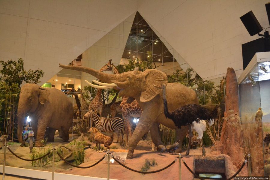 موزه‌های هنری و علمی استرالیا