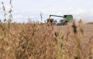 کشاورزان سویا بولیوی در لبه به عنوان کمبود سوخت برداشت می کنند