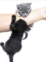 ۵ بیماری خطرناک که از گربه به انسان منتقل می‌شوند