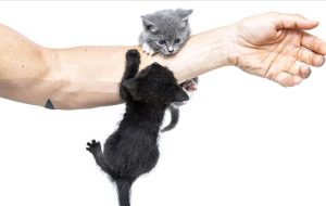 ۵ بیماری خطرناک که از گربه به انسان منتقل می‌شوند